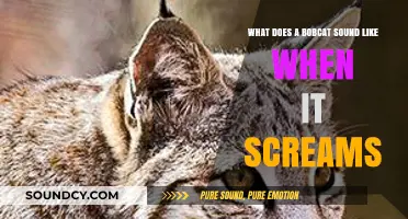 Unveiling the Eerie Scream of Bobcats: What Does It Sound Like?