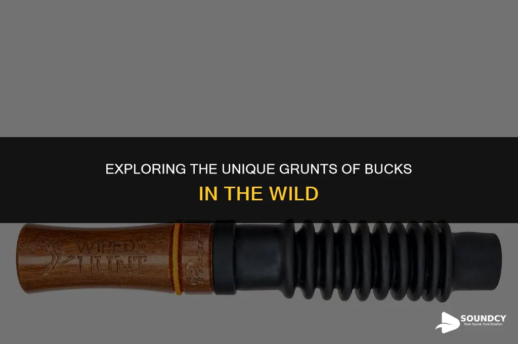 what does a buck sound like when it grunts