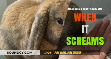 Unveiling the Surprising Scream of a Terrified Bunny