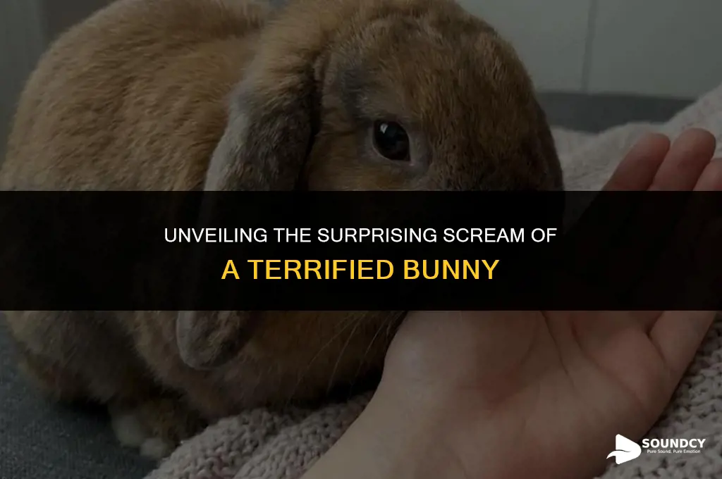 what does a bunny sound like when it screams