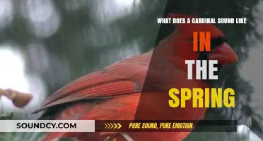 Springtime Serenades: The Melodious Chirps of Cardinals