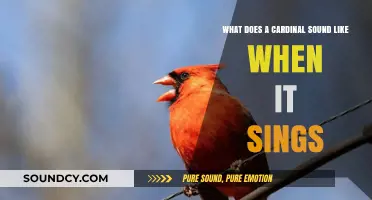 The Melodious Symphony of a Cardinal's Song: Nature's Harmony