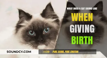 The Unique Vocalizations of Cats During Birth: A Guide