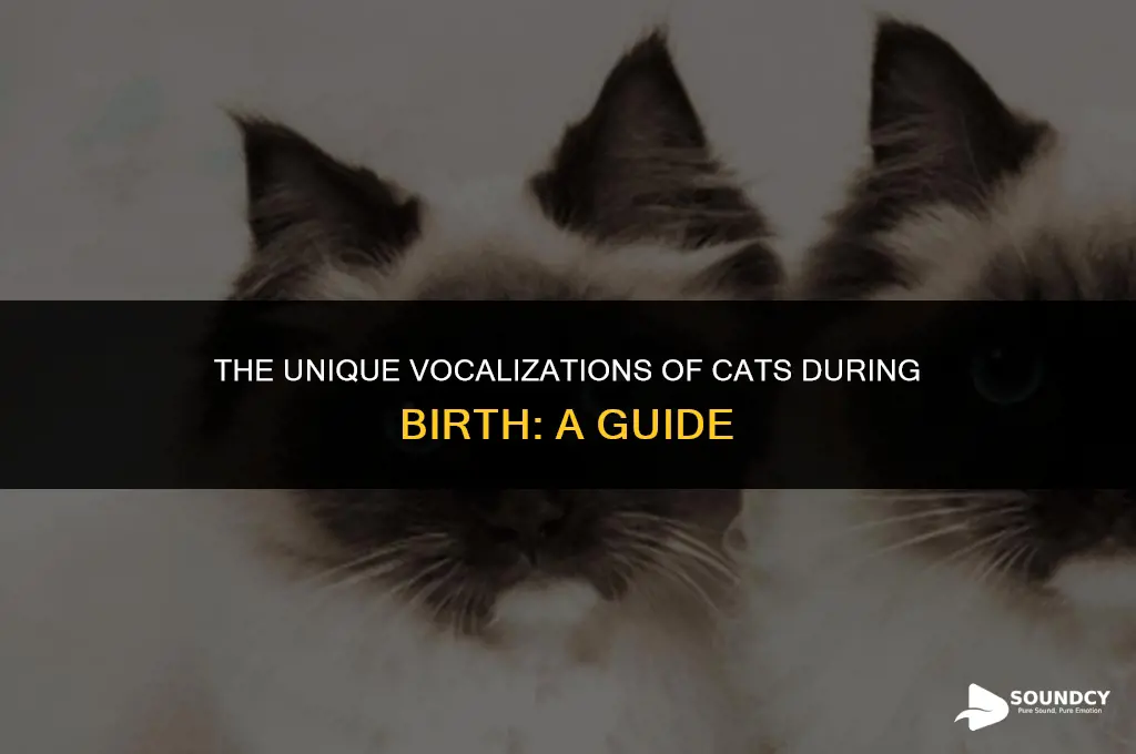 what does a cat sound like when giving birth