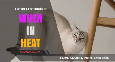 Decoding Feline Love Calls: What Does a Cat Sound Like When in Heat?