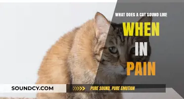 Decoding Feline Pain Signals: Understanding Your Cat's Cries