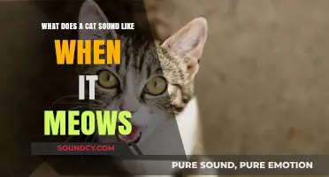 Decoding Feline Communication: The Varied Melodies of Cat Meows