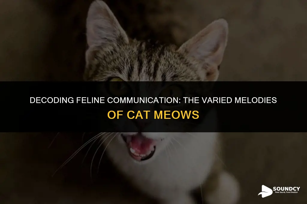 what does a cat sound like when it meows