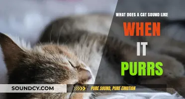 The Gentle Rumble: Understanding the Soothing Sounds of a Purring Cat