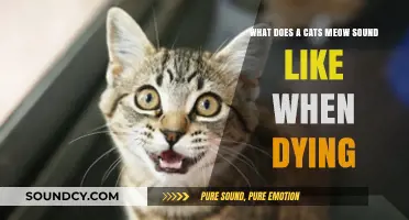 The Haunting Melody: A Cat's Final Meow