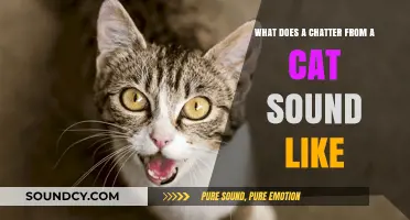 Decoding Feline Chatter: Understanding the Sounds Cats Make