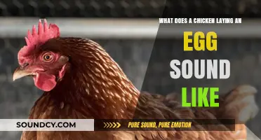The Surprising Symphony: What Does a Chicken Laying an Egg Sound Like?