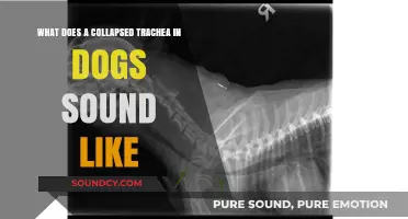 Recognizing Respiratory Distress: Signs of a Collapsed Trachea in Dogs