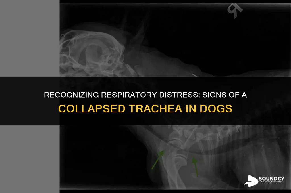 what does a collapsed trachea in dogs sound like