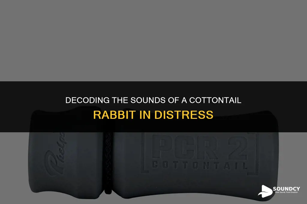 what does a cottontail rabbit in distress sound like