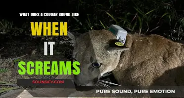 Unleashing the Mystery: The Haunting Scream of a Cougar