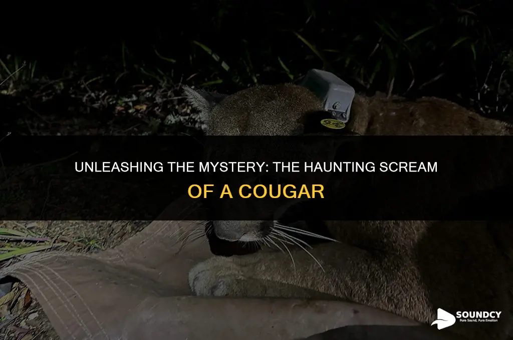 what does a cougar sound like when it screams
