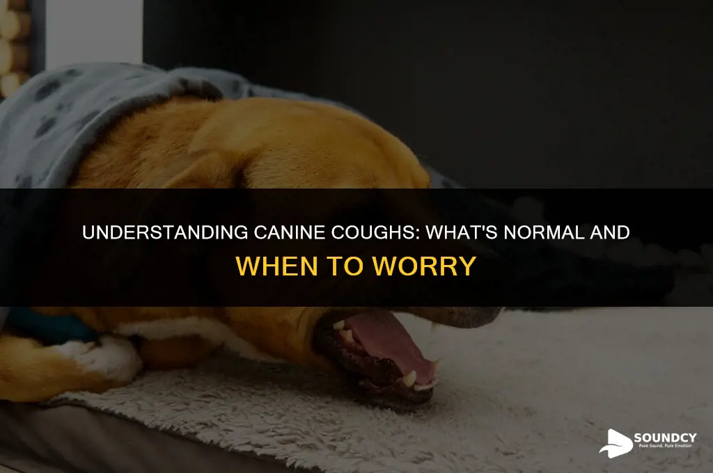 what does a cough in a dog sound like