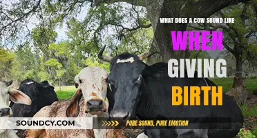 The Miracle of Birth: A Cow's Labor Symphony Unveiled