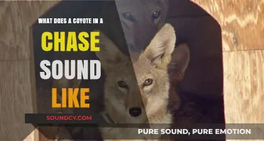 Echoes of the Hunt: Unraveling the Coyote's Chase Calls