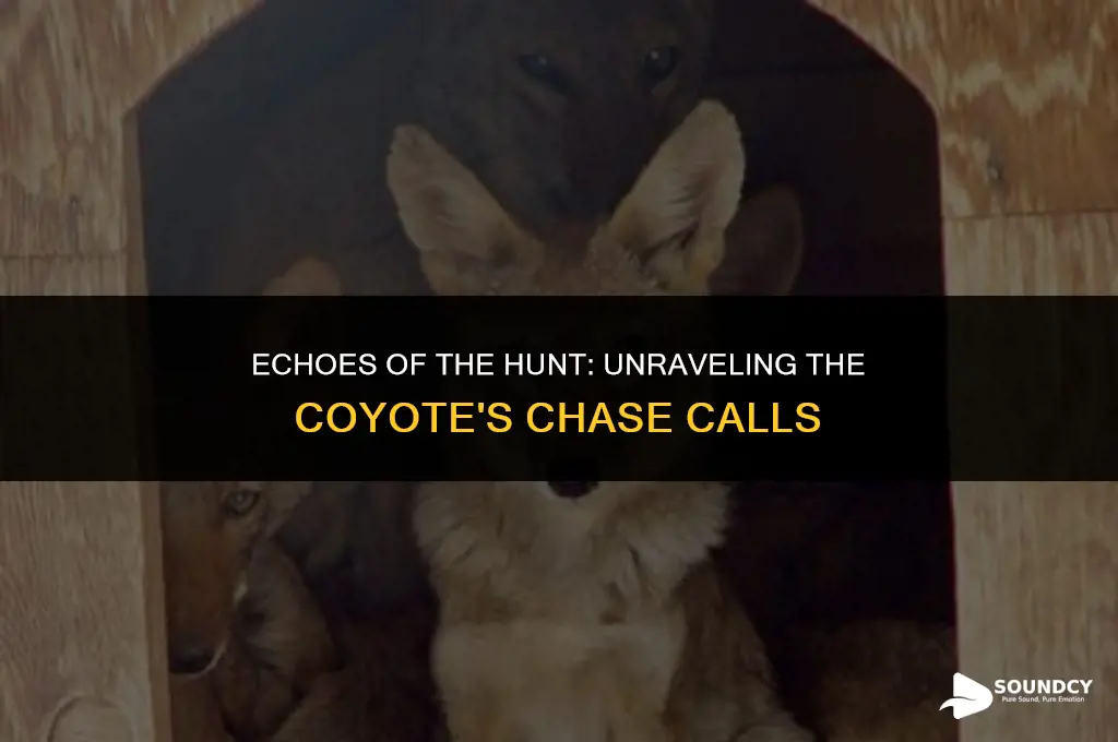 what does a coyote in a chase sound like