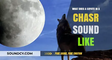 Echoes of the Hunt: Unraveling the Mystery of Coyote Calls