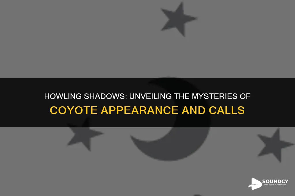 what does a coyote look like and sound like