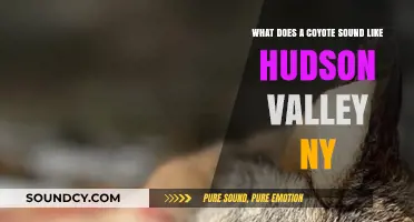 Echoes of the Wild: Coyote Calls in Hudson Valley, NY