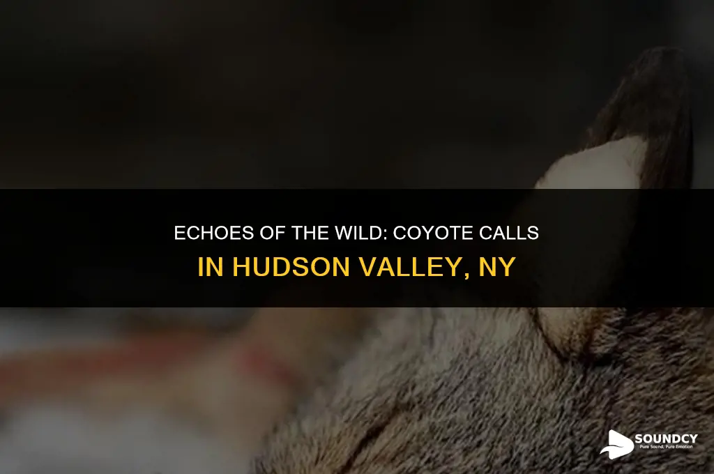 what does a coyote sound like hudson valley ny