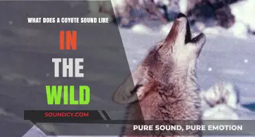 Echoes of the Wild: Unveiling the Mysteries of Coyote Calls