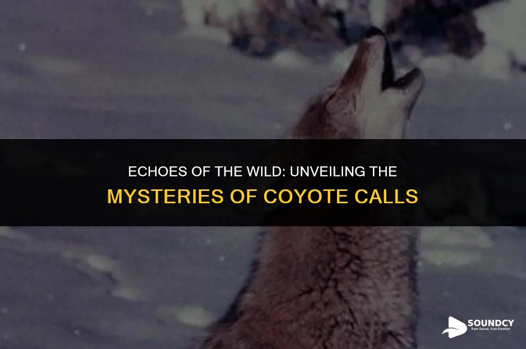 what does a coyote sound like in the wild