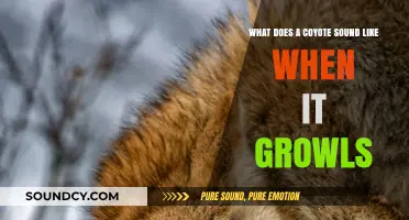 Unleashing the Wild: Understanding Coyote Growls and Their Meanings