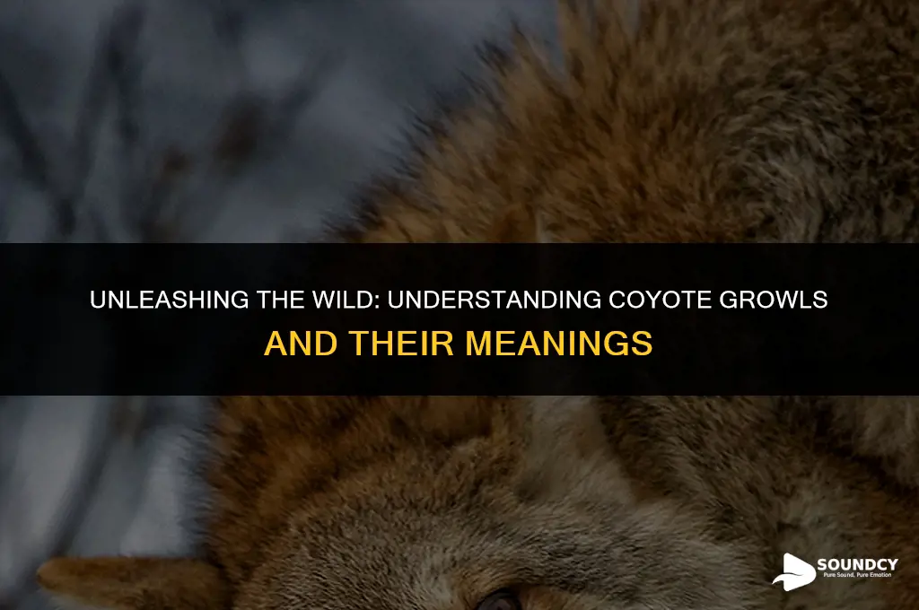 what does a coyote sound like when it growls