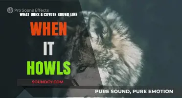 Unveiling the Eerie Coyote Howl: A Comprehensive Sound Guide