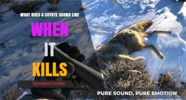 The Haunting Howls: Unveiling the Sounds of a Coyote's Hunt