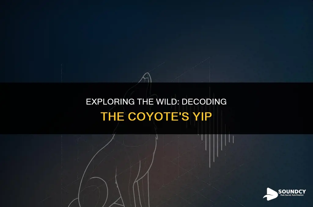 what does a coyote sound like when it yips