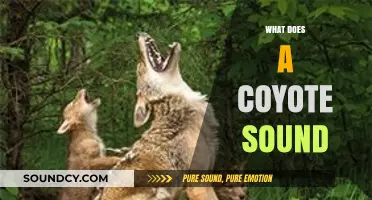 Unraveling the Mystery: What Does a Coyote Sound Like?