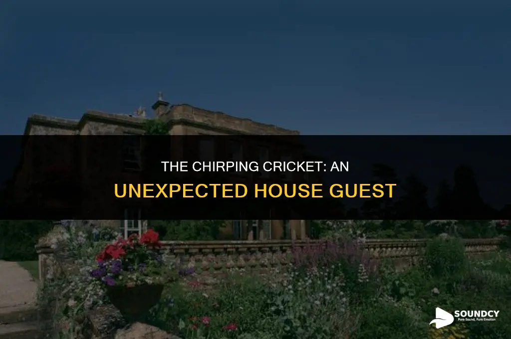 what does a cricket sound like in your house