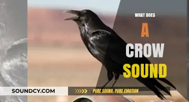 Decoding the Distinctive Caw: What Does a Crow Sound Like?
