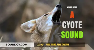 Unveiling the Mysterious Howls: What Does a Coyote Sound Like?