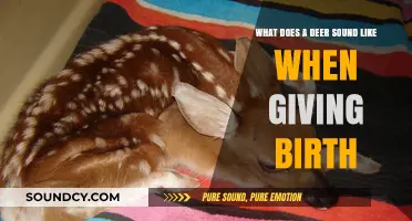 The Miracle of Nature: A Deer's Birth Cry Explained