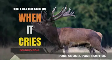 The Melancholic Melodies: Understanding Deer Vocalizations