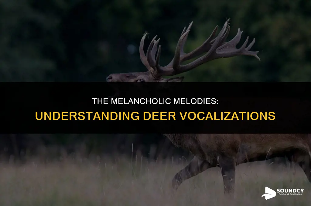 what does a deer sound like when it cries