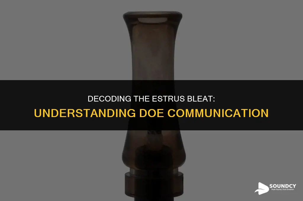 what does a doe in estrus bleat sound like