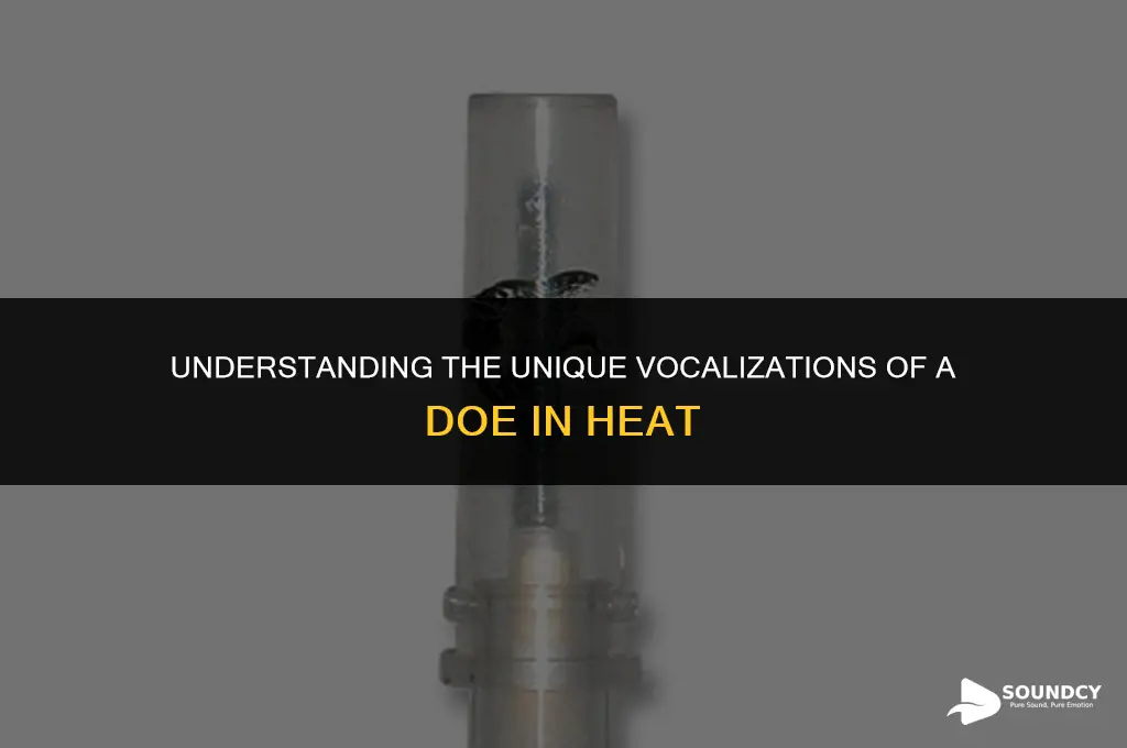 what does a doe in heat bleat sound like