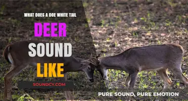 Exploring the Sonic World of White-Tailed Deer: What Does a Doe Sound Like?