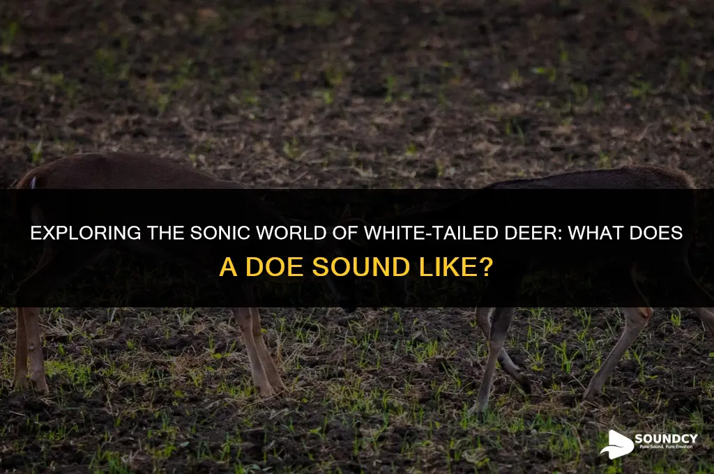 what does a doe white tail deer sound like
