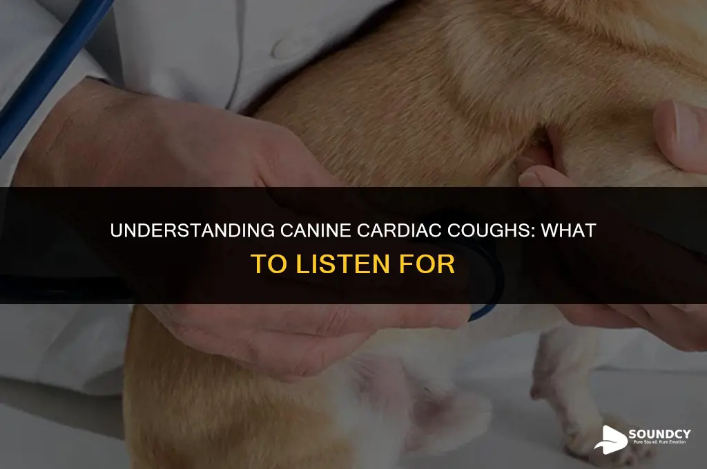what does a dog heart murmur cough sound like