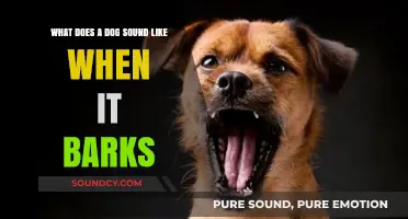 Decoding Canine Communication: The Varied Melodies of a Dog's Bark