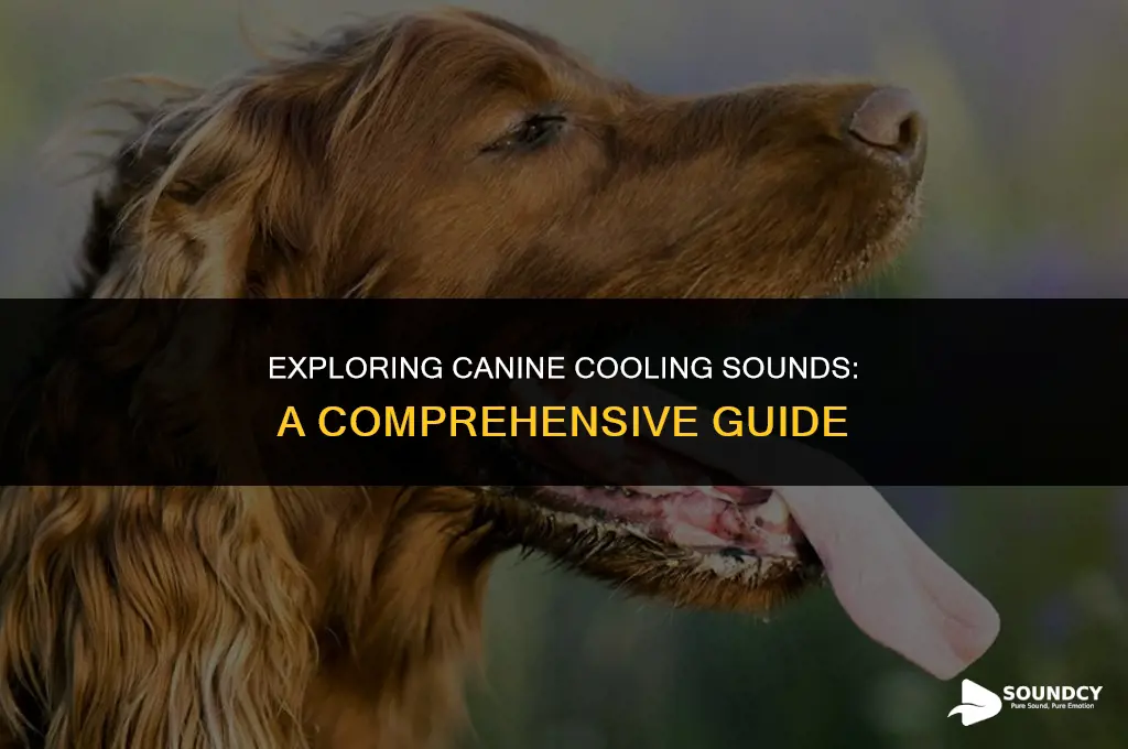 what does a dog sound like when it cools
